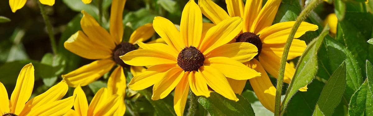 Black Eyed Susan (2024) #jackmeatsflix