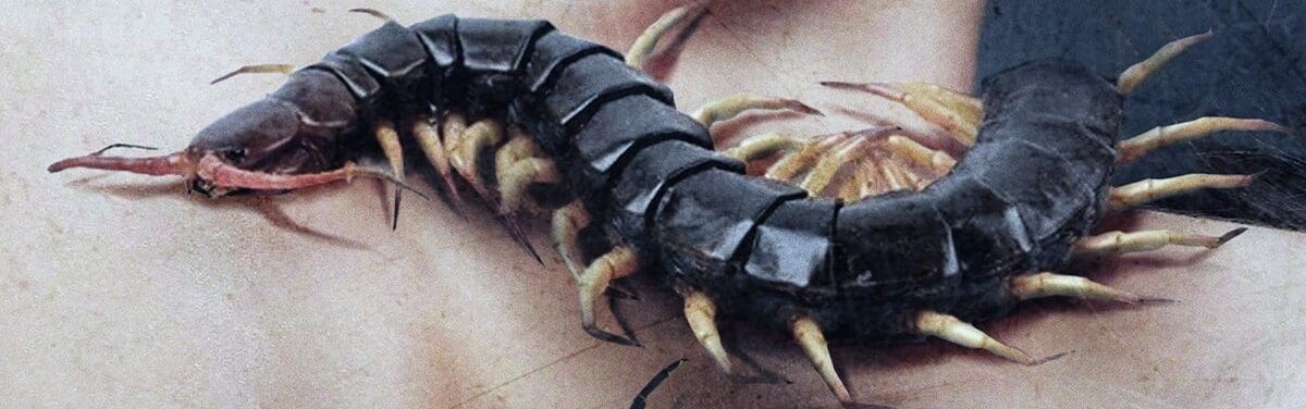 The Centipede Strangler (2025) #jackmeatsflix